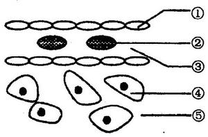 組織胺脫敏療法