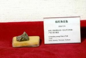 楊氏角齒魚 楊氏角齒魚