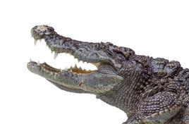 鱷魚[爬行動物]