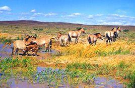 新疆卡拉麥里山有蹄類野生動物自治區級自然保護區