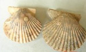 新加坡掌扇貝 新加坡掌扇貝