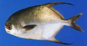 短頜棘鼬䲁 短頜棘鼬䲁