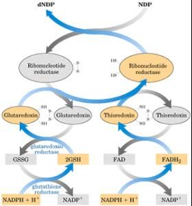 核糖核苷酸 核糖核苷酸