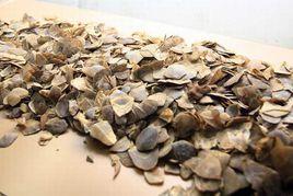 穿山甲石斛蟲草湯 穿山甲石斛蟲草湯