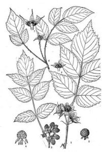 康定假帽莓 康定假帽莓