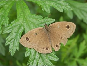 連斑矍眼蝶 連斑矍眼蝶