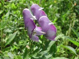 深裂黃草烏[植物]