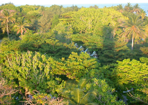 太平島上的植物