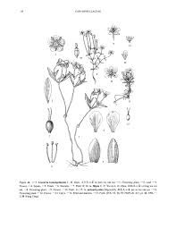 細柄無心菜 細柄無心菜