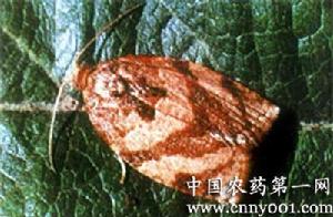 棉花棉褐帶卷蛾 棉花棉褐帶卷蛾
