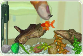 金魚的新家 金魚的新家