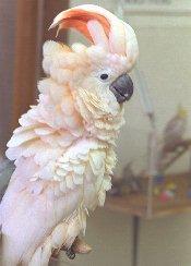 鳳頭鸚鵡