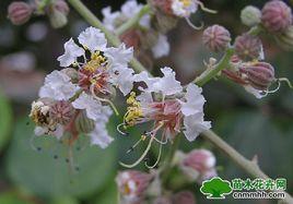 網脈紫薇 網脈紫薇