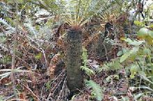 國家二級保護植物 蘇鐵蕨現觀音山