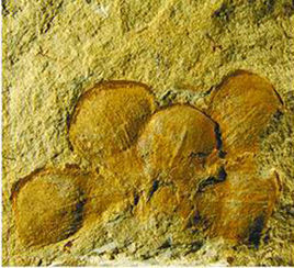 潘氏真花 潘氏真花