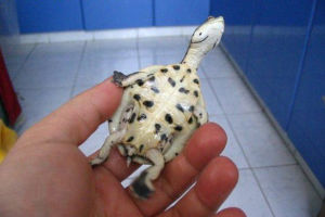 希氏蟾龜腹部的黑點