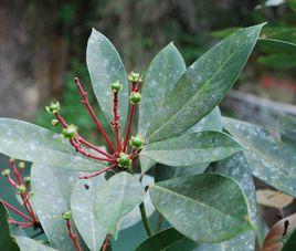 薄葉潤楠 薄葉潤楠