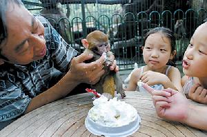 喝人奶存活的小猴 喝人奶存活的小猴