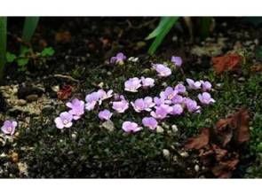 白花岩梅(變型) 白花岩梅(變型)