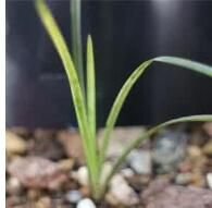 斑氏輪藻 斑氏輪藻