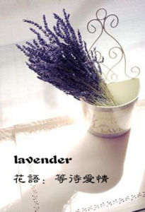 薰衣草花語 薰衣草花語