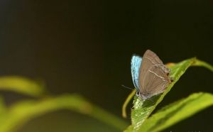 繆斯金灰蝶 繆斯金灰蝶