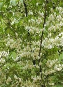 雲南野茉莉 雲南野茉莉