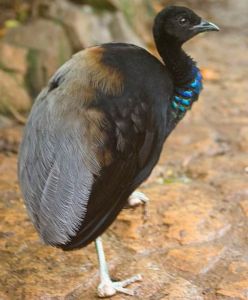 喇叭鳥科 喇叭鳥科