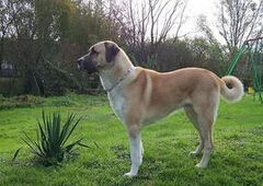 安納托利亞牧羊犬 安納托利亞牧羊犬