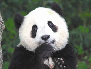 十大瀕臨滅絕的動物