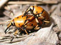 三星竹筍象 三星竹筍象