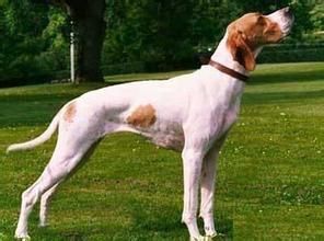 德國剛毛波音達犬 德國剛毛波音達犬