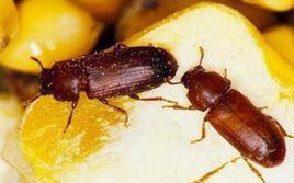 雜擬谷盜 雜擬谷盜