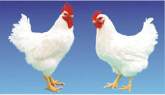 白羽雞