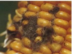 玉米灰葡萄孢穗腐病 玉米灰葡萄孢穗腐病