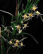 小雙花石斛 小雙花石斛