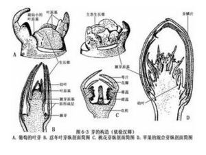 莖尖培養 莖尖培養