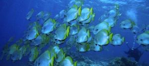 西排潛水 西排潛水