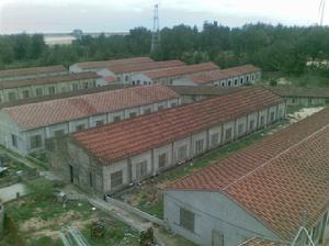 圓正豬場 圓正豬場