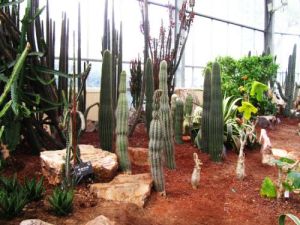 沙漠植物風情園