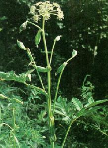 復傘形花序 復傘形花序