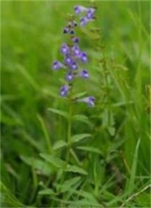 大花準噶爾黃芩 大花準噶爾黃芩