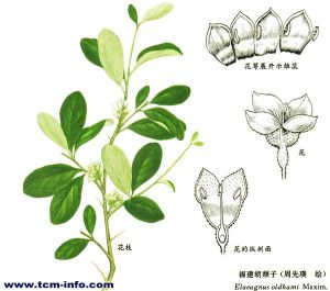 白葉刺根 白葉刺根