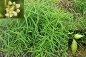 地梢瓜（原變種）