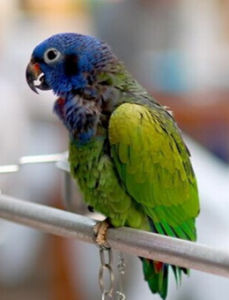 藍頭鸚哥 藍頭鸚哥