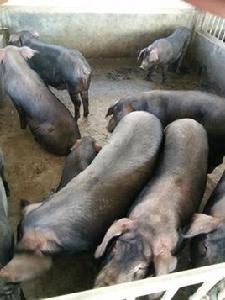 山西黑豬 山西黑豬