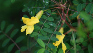 錦雞兒屬 錦雞兒屬