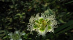 貢山梅花草 貢山梅花草