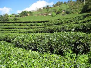 茶葉種植
