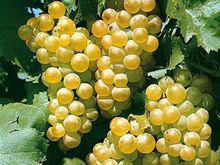 白公主[葡萄酒品牌名]